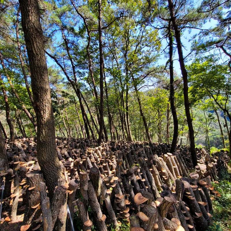 [장흥] 풍미 가득 표고버섯 체험 + 아로마 힐링 여행