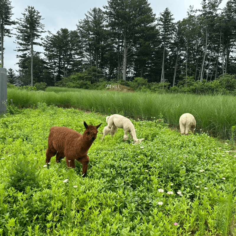 [가평,파주/당일] 가평 양떼목장+에델바이스 스위스파크+콩치노 콩크리트 (아트투어 B코스) 사진 2