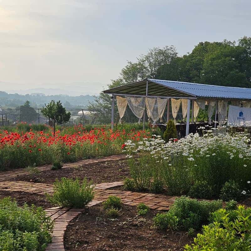[익산/당일] 봄과로라 치유농장 - 오감 팜크닉 🧺🌿 사진 8