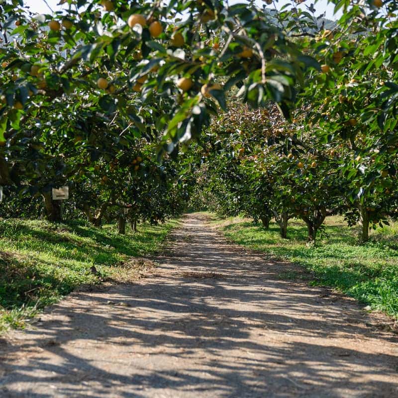 [당일/1박] 진주 가뫼골 별빛 촌캉스🔭💫 ㅣ 시골BBQ+쌀파운드케이크+불멍+별멍 사진 4
