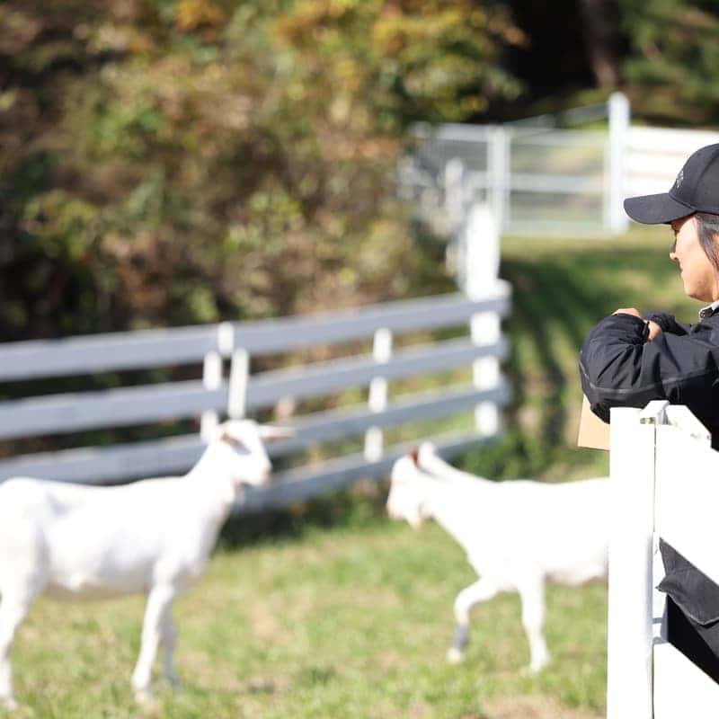 [당일/청양] 오감만족 알프스마을ㅣ고구마경단+동물먹이주기🐰🌿