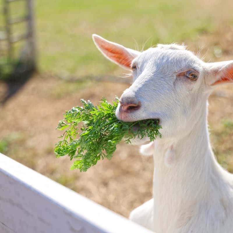 [당일/청양] 오감만족 알프스마을ㅣ고구마경단+동물먹이주기🐰🌿 사진 5