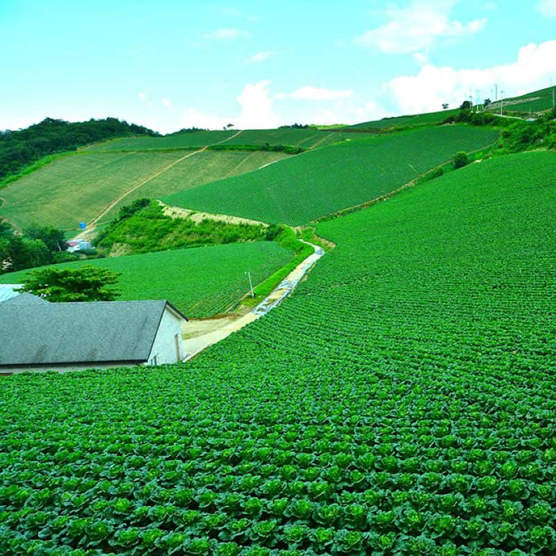 [평창] 명소 뚜벅이 여행 : 대관령목장, 발왕산 사진 4